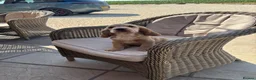 Cocker Spaniel dogs for sale: Beautiful KC show cocker spaniels  - Advert 10