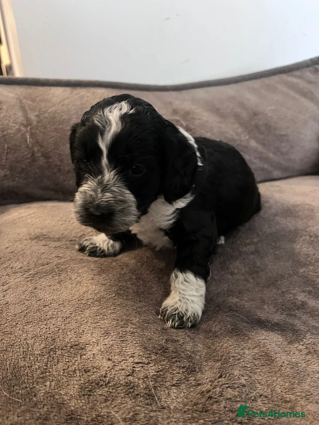 Toy Poodle dogs for stud: *STUD* Gorgeous KC Registered Toy Poodle in Manchester - Advert 18