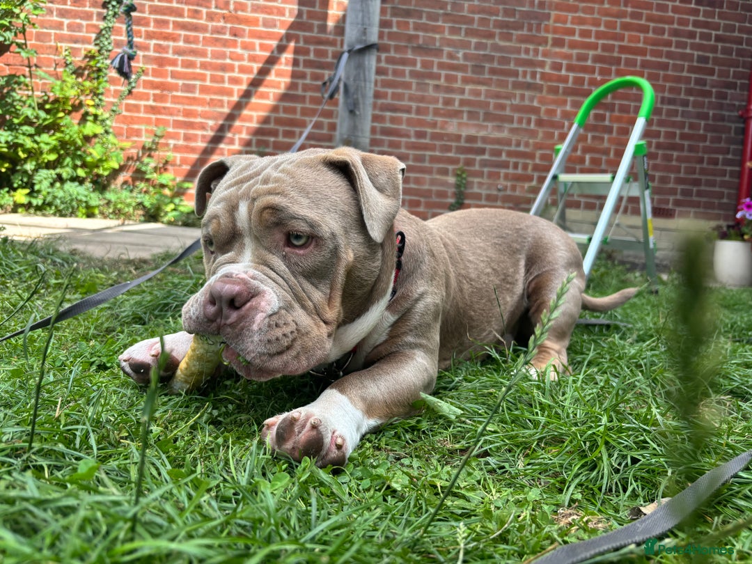 American Bully dogs for sale: Rambo American pocket bully 10 months  - Image 11