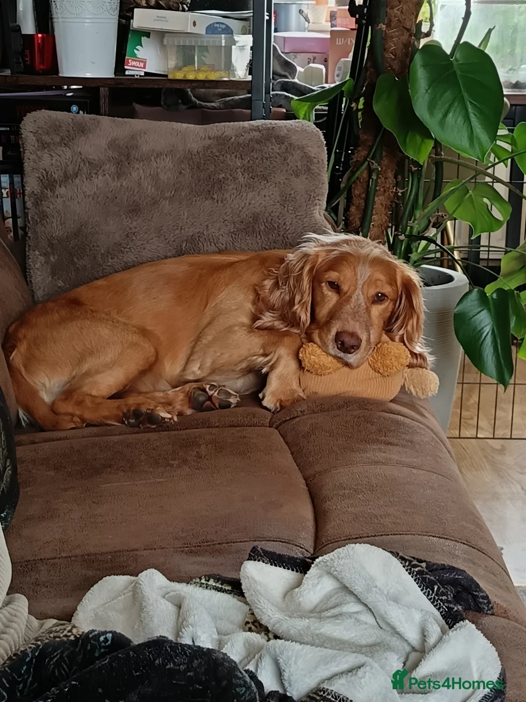 Cocker Spaniel dogs for sale: 6 STUNNING KC REGISTERED COCKER SPANIEL PUPPIES  - Advert 25