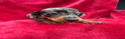 Miniature Dachshund dogs for sale: Dapple Miniature Dachshund puppies - Advert 4