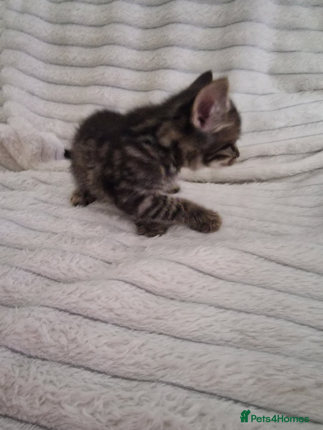 Mixed Breed cats for sale: Maine coon mixed kitchens - Image 6