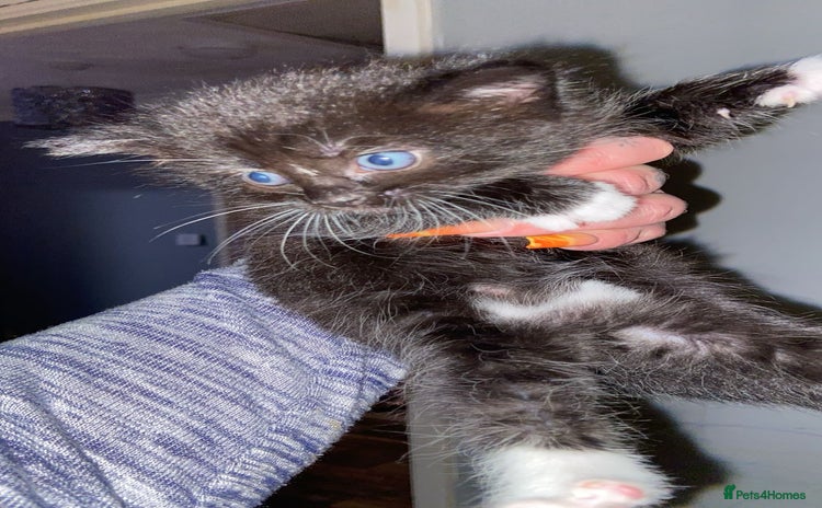 British Shorthair cats 1 kitten left   - Advert 7