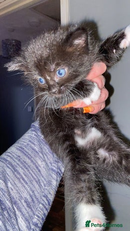 British Shorthair cats 1 kitten left - Advert 7