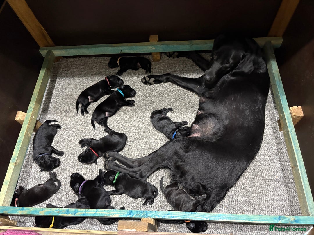 Labrador Retriever dogs for sale: Beautiful Pedigree Black Labrador Puppies - Image 2