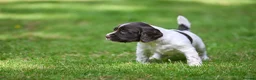 English Springer Spaniel dogs for sale: Kennel club registered Springer Spaniel Puppies - Advert 9