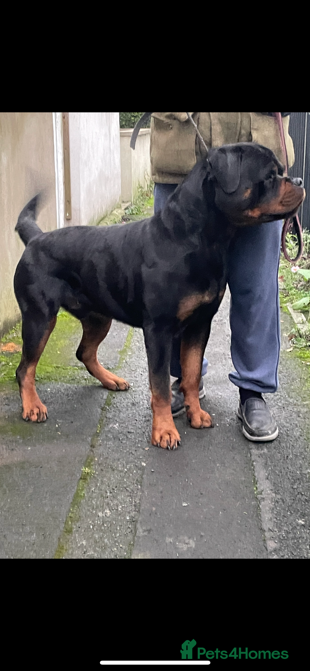 Rottweiler dogs for stud: Stunning KC registered fully health tested male   in Burnley - Image 10