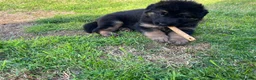 German Shepherd dogs for sale: 🐾🐶 GERMAN SHEPHERD PUPPIES FOR SALE 🐶🐾 in King's Lynn - Advert 11