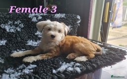 Tibetan Terrier dogs for sale: Tibetan terrier puppies for sale - Image 13