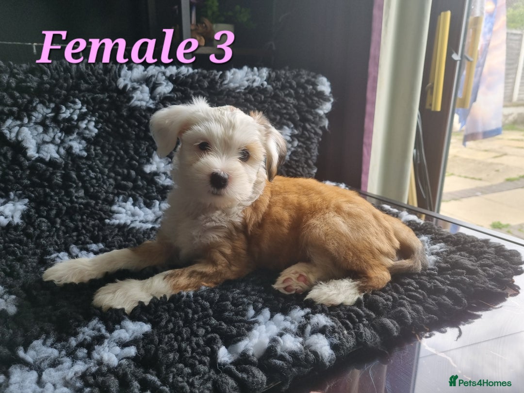 Tibetan Terrier dogs for sale: Tibetan terrier puppies for sale - Image 13