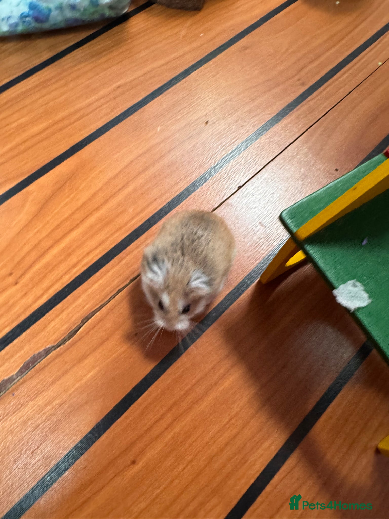 Hamster rodents Male dwarf hamster 🐹  - Advert 2