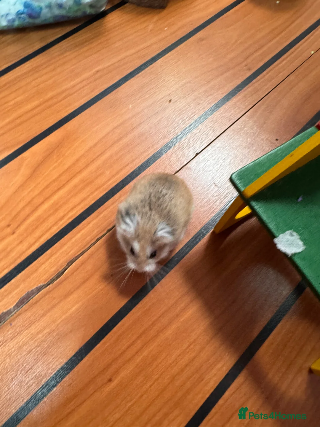 Hamster rodents for sale: Male dwarf hamster 🐹  - Advert 2