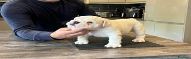 English Bulldog Puppy 1
