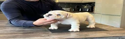 English Bulldog dogs for sale: CH X CH bred Puppies  - Advert 13
