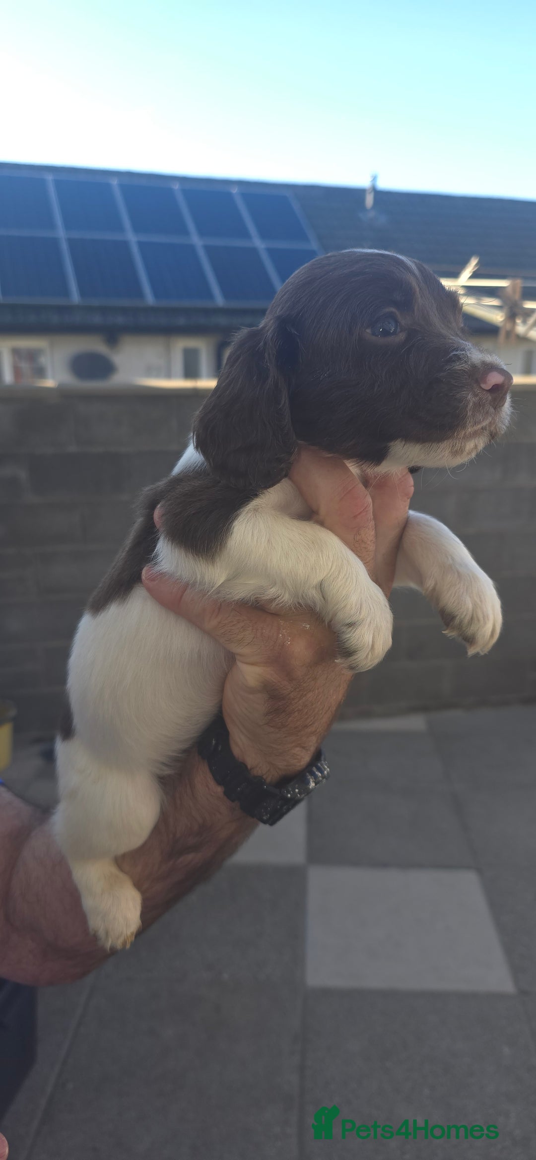 English Springer Spaniel dogs for sale: KC Working English Springer Spaniel Puppies - Image 9