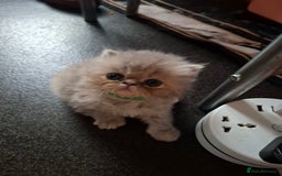 Persian cats for sale: Blue Persian kittens  - Image 6