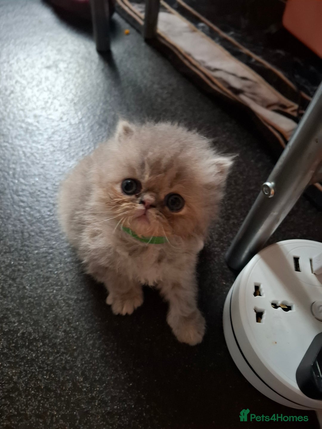 Persian cats for sale: Blue Persian kittens  - Image 6