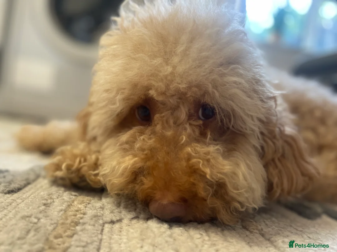 Cockapoo dogs for sale: Adorable male cockapoo - Advert 3