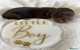 Miniature Dachshund dogs for sale: 🤍🐾🐻 Stunning long hair chocolate & tan 🐻🐾🤍 - Image 1