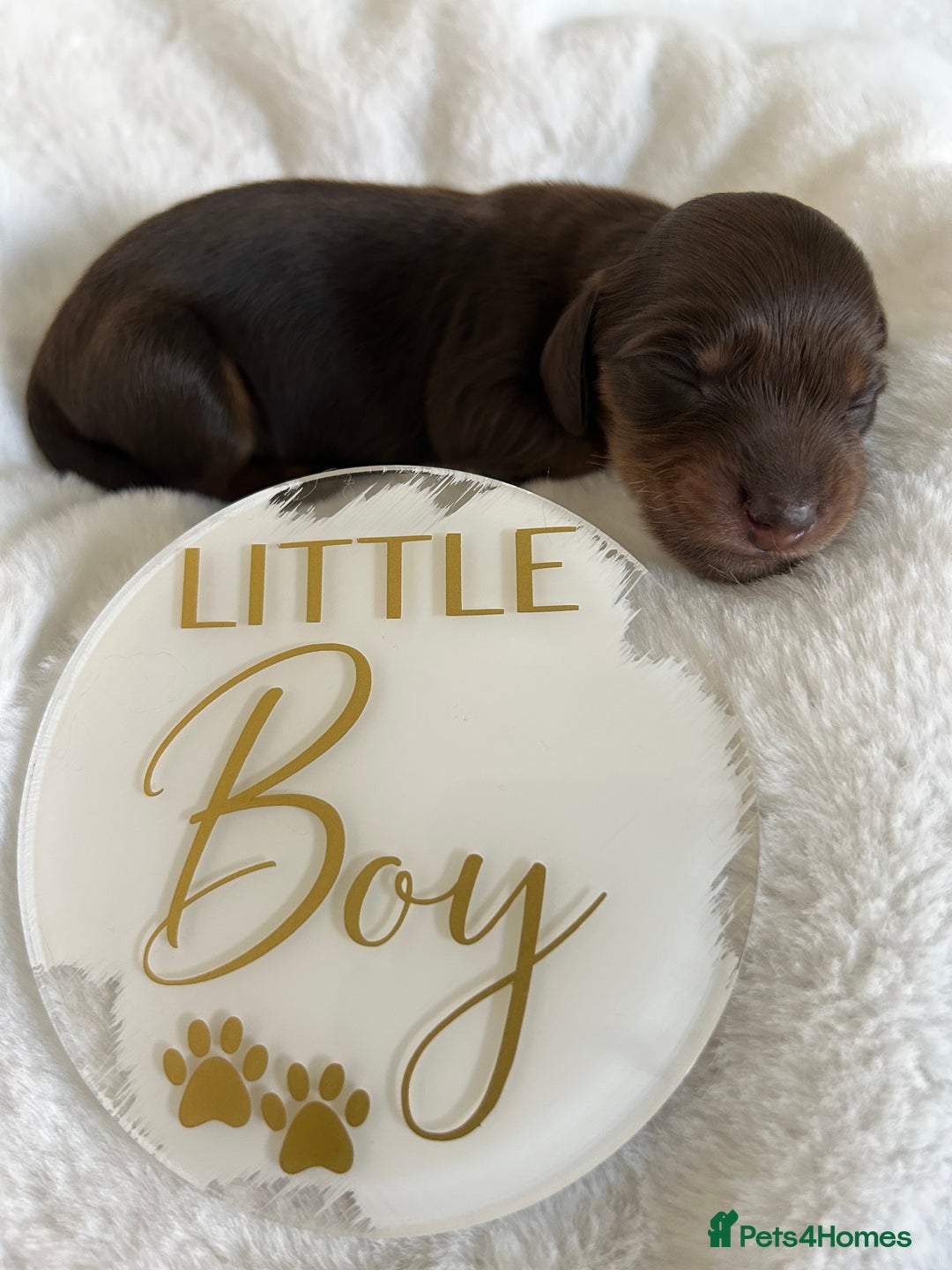 Miniature Dachshund dogs for sale: 🤍🐾🐻 Stunning long hair chocolate & tan 🐻🐾🤍 - Image 1