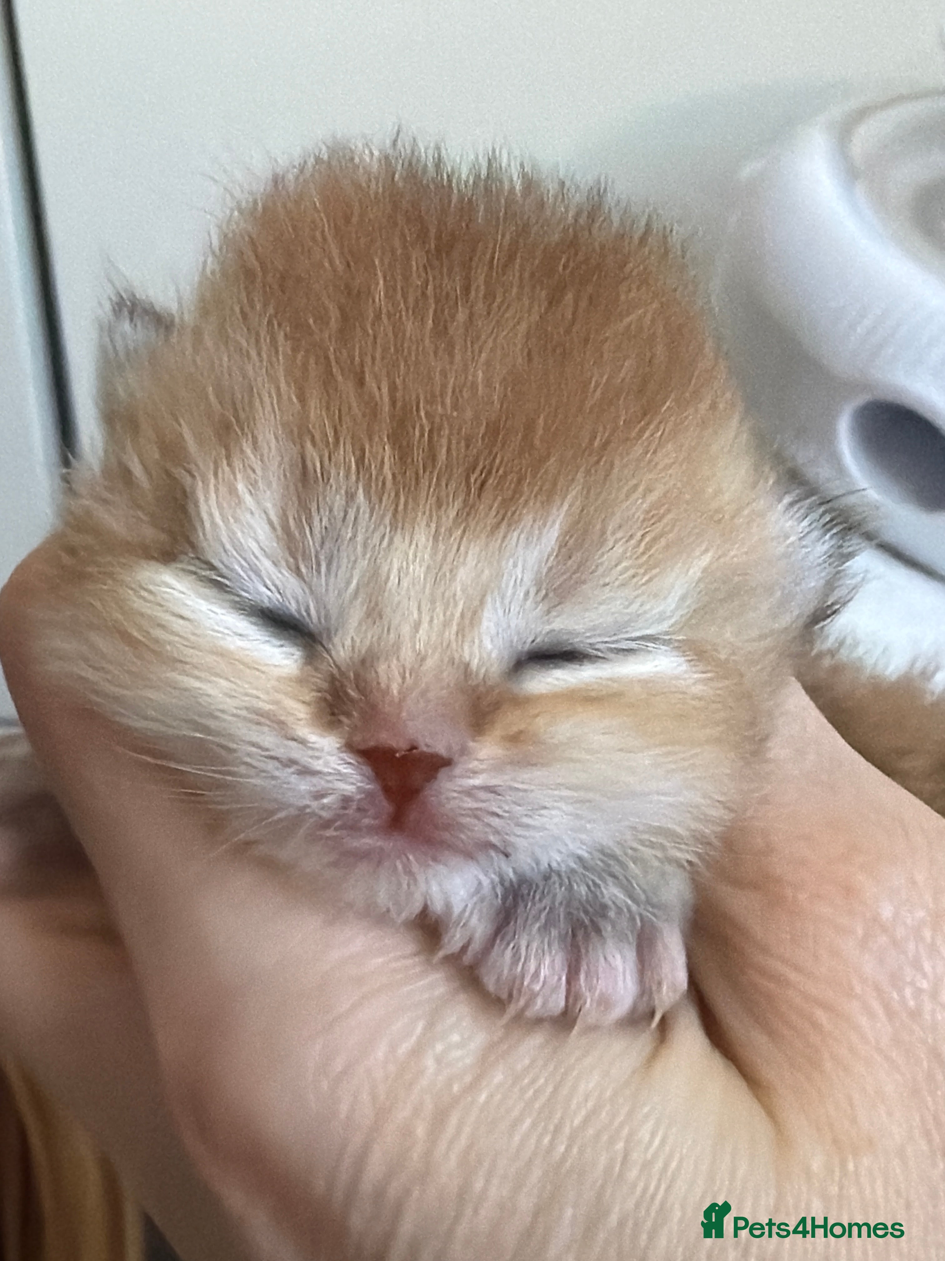 British Shorthair cats BSH Golden kittens from Champions Line 🏆 - Advert 2