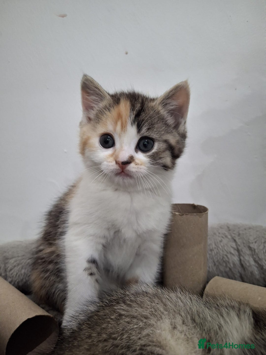 Scottish Fold cats for sale: Scottish fold - Advert 5