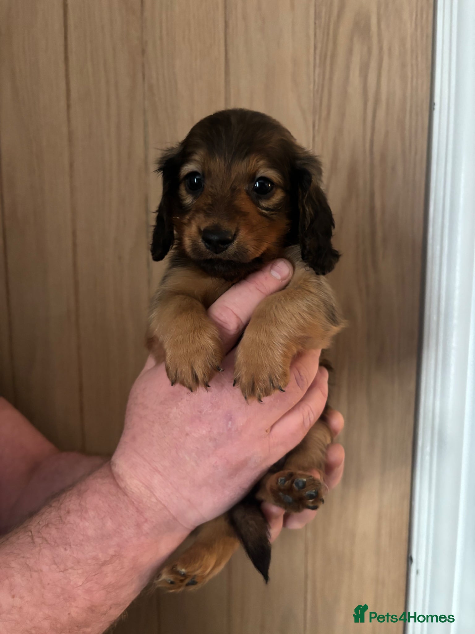 Miniature Dachshund dogs Beautiful longhaired Mini dachshunds  - Advert 6