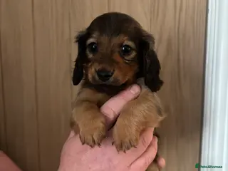 Miniature Dachshund dogs Beautiful longhaired Mini dachshunds - Advert 4