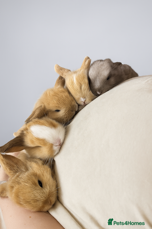 Mini Lop rabbits - Advert 11