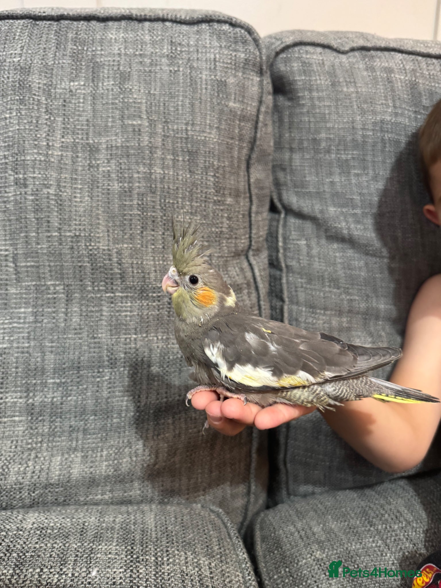 Cockatiels birds for sale: Cockatiels - Advert 3