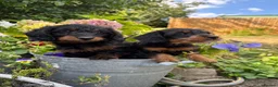 Doxiepoo dogs for sale: Adorable doxipoos  - Advert 23