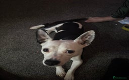 Mixed Breed dogs for sale: 1 year old dog for sale  - Image 2