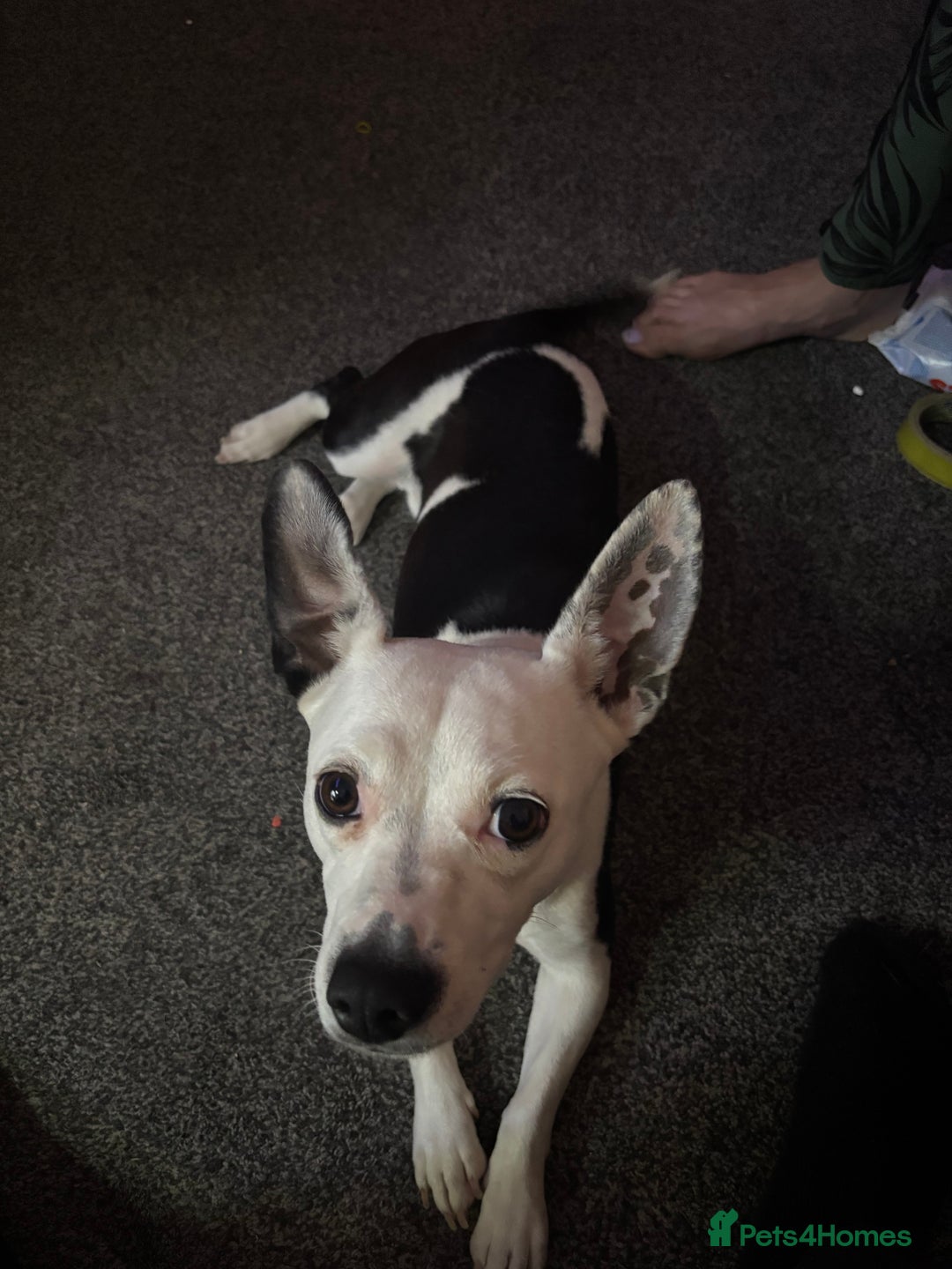 Mixed Breed dogs for sale: 1 year old dog for sale  - Image 2