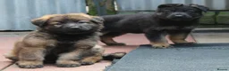 German Shepherd dogs for sale: KC REG OLD STYLE GERMAN SHEPHERD PUPPIES   - Advert 1