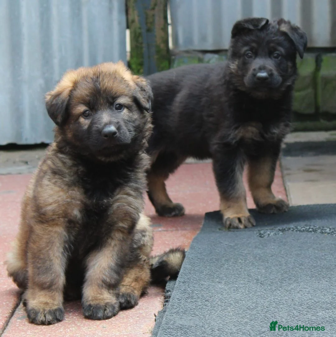 German Shepherd dogs for sale: KC REG OLD STYLE GERMAN SHEPHERD PUPPIES   - Advert 1