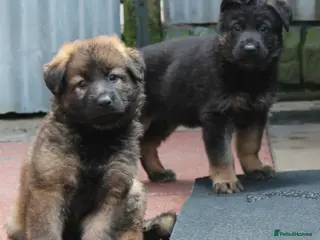 German Shepherd dogs KC REG OLD STYLE GERMAN SHEPHERD PUPPIES - Advert 3