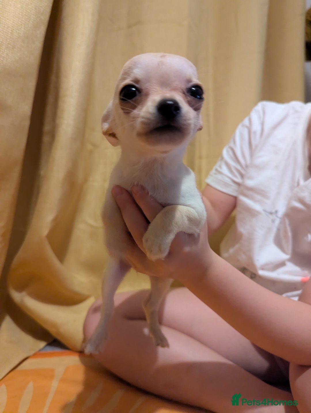 Chihuahua dogs for sale: 2 female chihuahuas  - Image 4