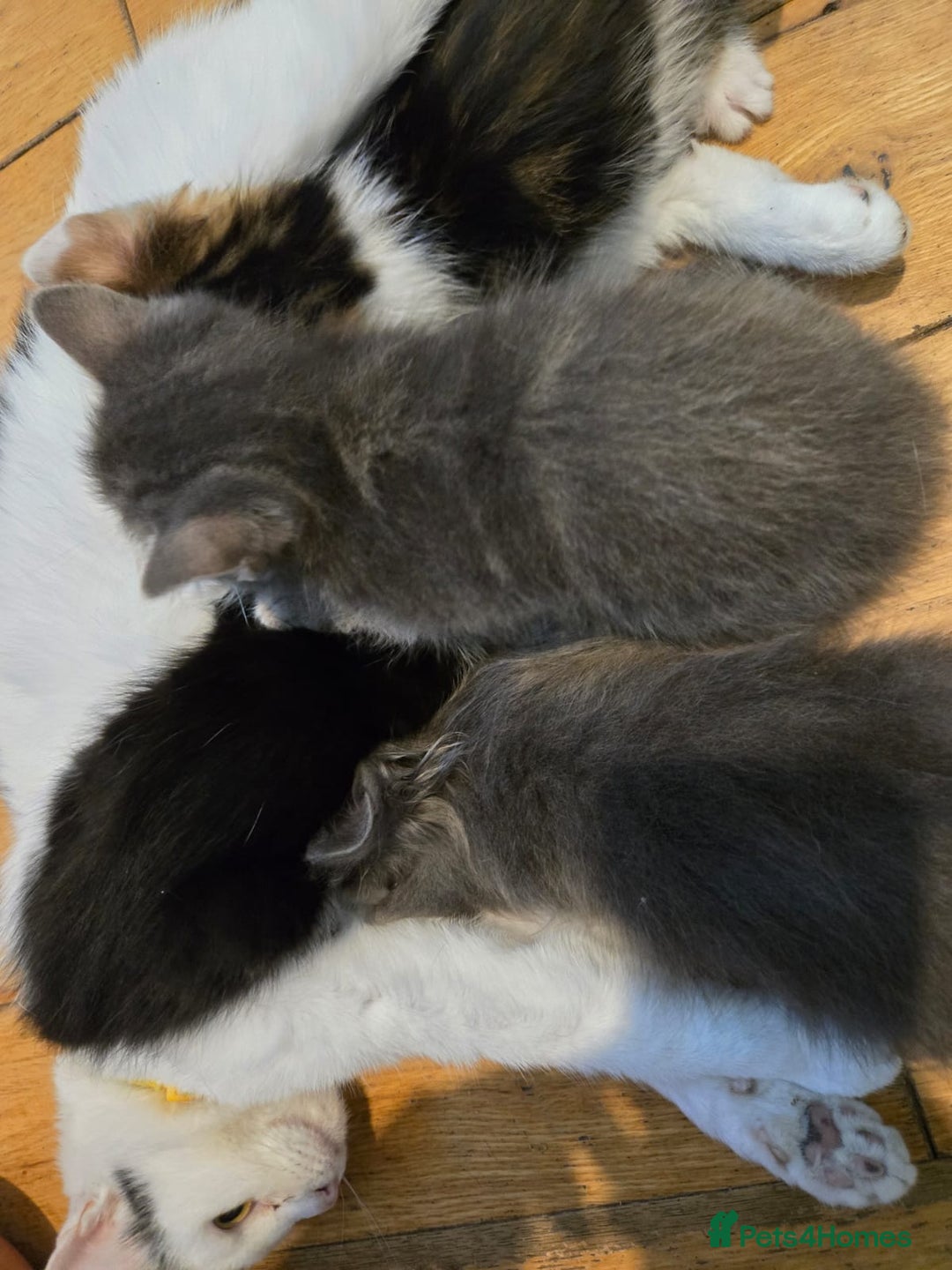 RagaMuffin cats for sale: 4 ragamuffin mixed breed kittens - Image 7