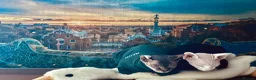 Sphynx cats for sale: Canadian Sphynx Elf  - Advert 5