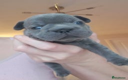 French Bulldog dogs for sale: Chunky french bulldog - Image 22