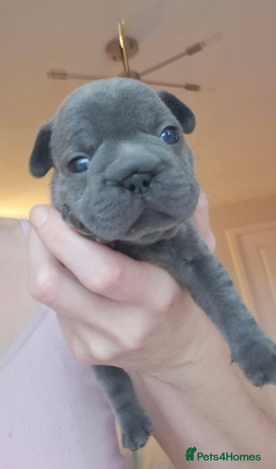 French Bulldog dogs for sale: Chunky french bulldog - Image 22