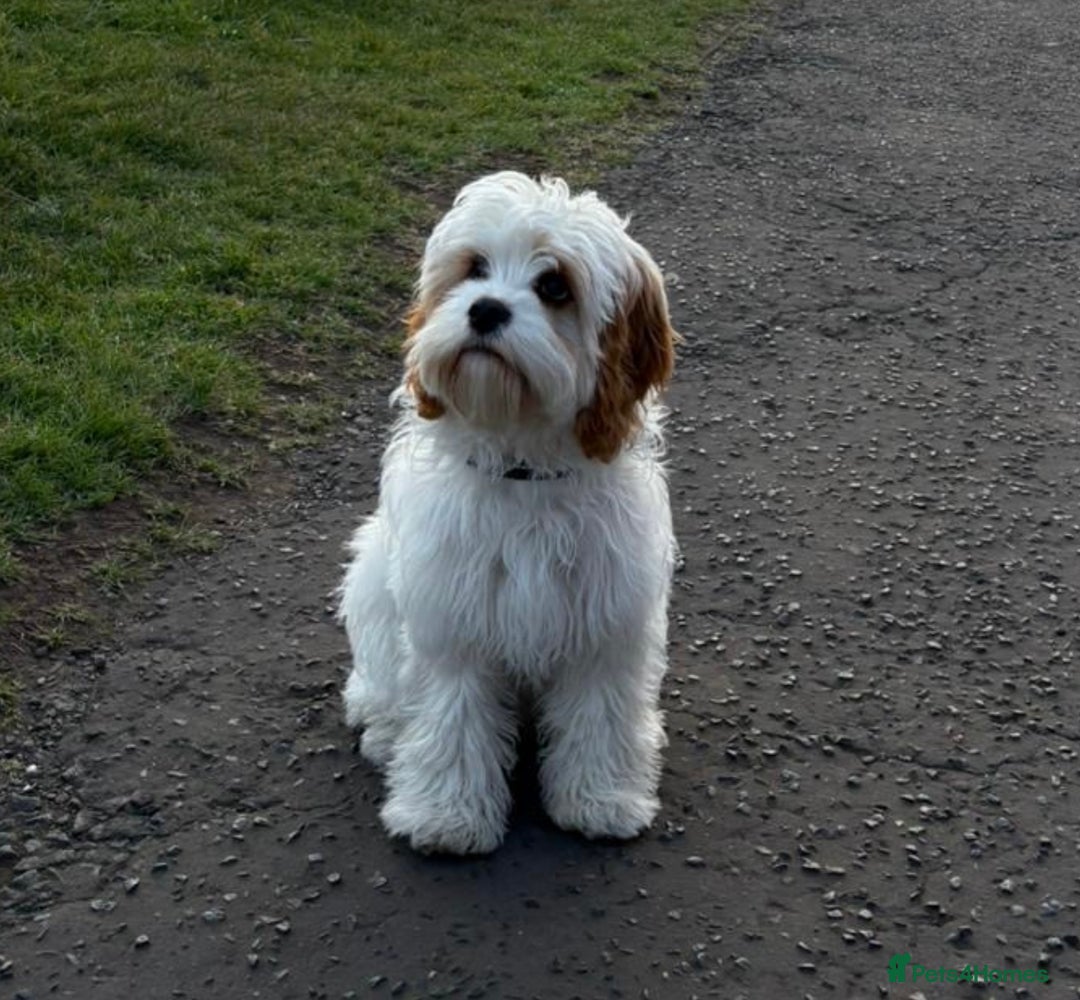Cavapoo dogs for sale: Miniature Australian Cavadoodles - Image 19