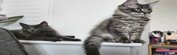 Maine Coon cats for sale: Gorgeous, sociable maine coon kittens  - Advert 5