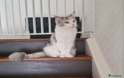 Maine Coon cats for sale: Maine coon  - Image 4