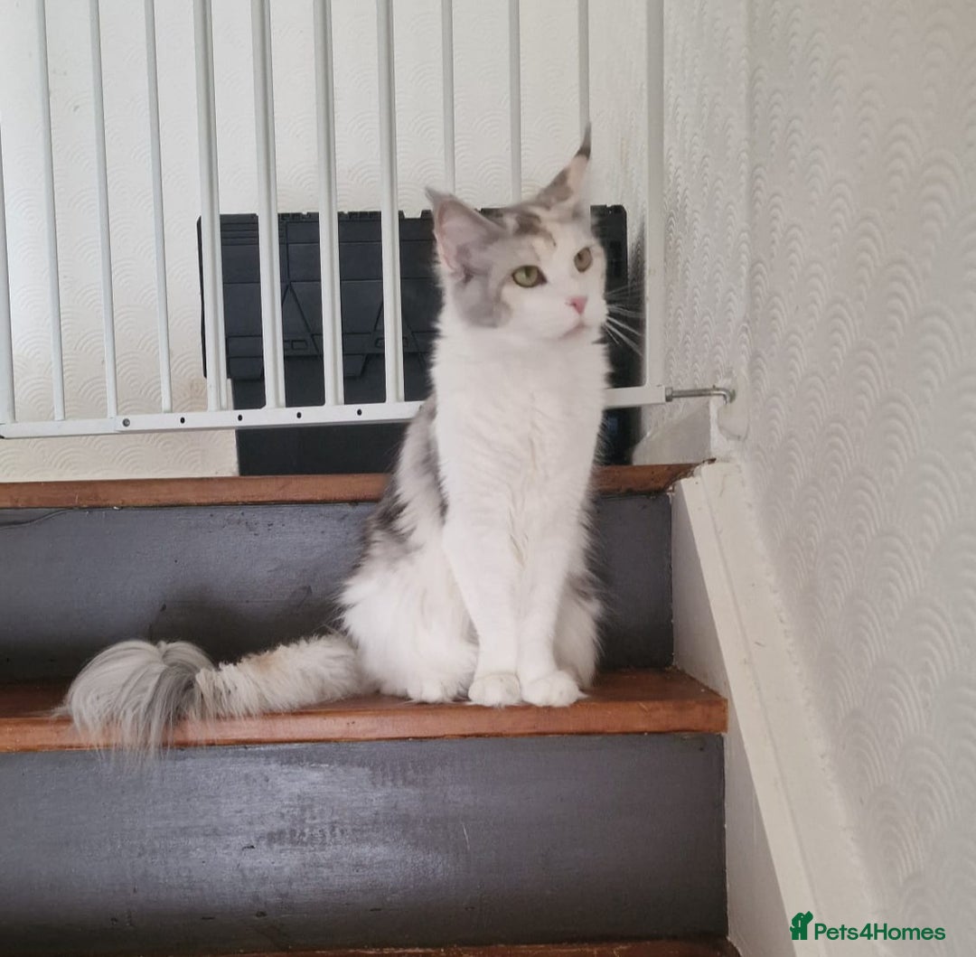 Maine Coon cats for sale: Maine coon  - Image 4