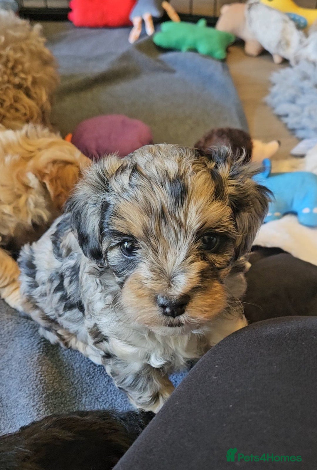 Maltipoo dogs for sale: Beautiful F1 Merle Maltipoo boy - Image 13