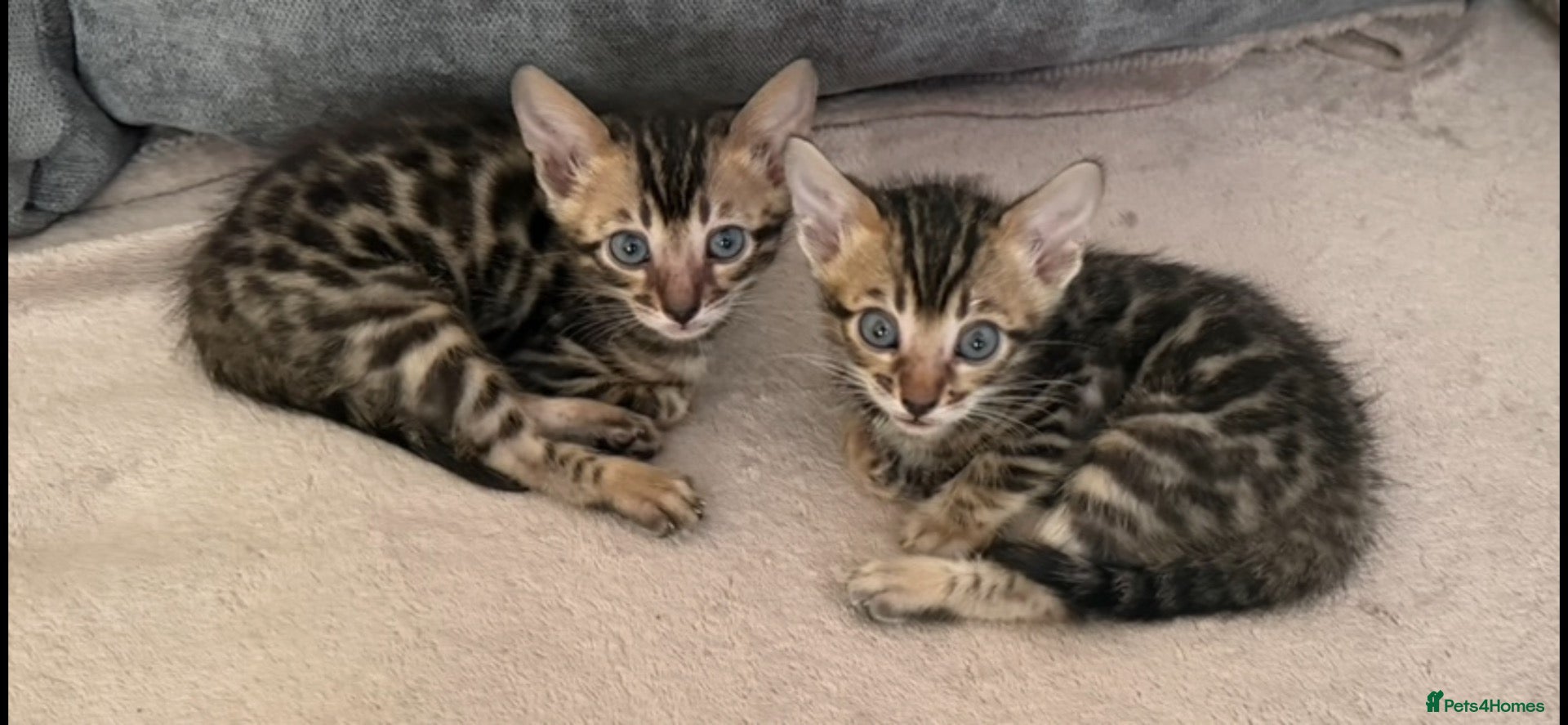 Bengal cats BENGAL 🔥 KITTENS, TICA REGISTERED 🩶  - Advert 5