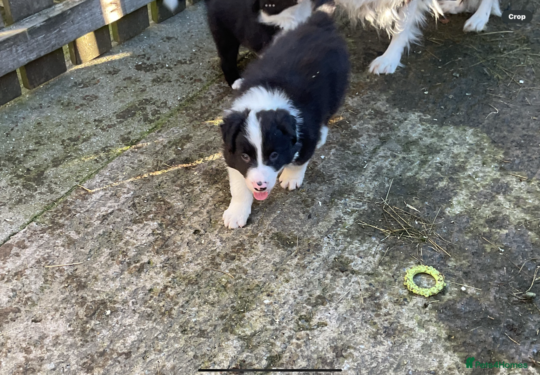 Border Collie dogs for sale: Border Collie puppies  - Image 10