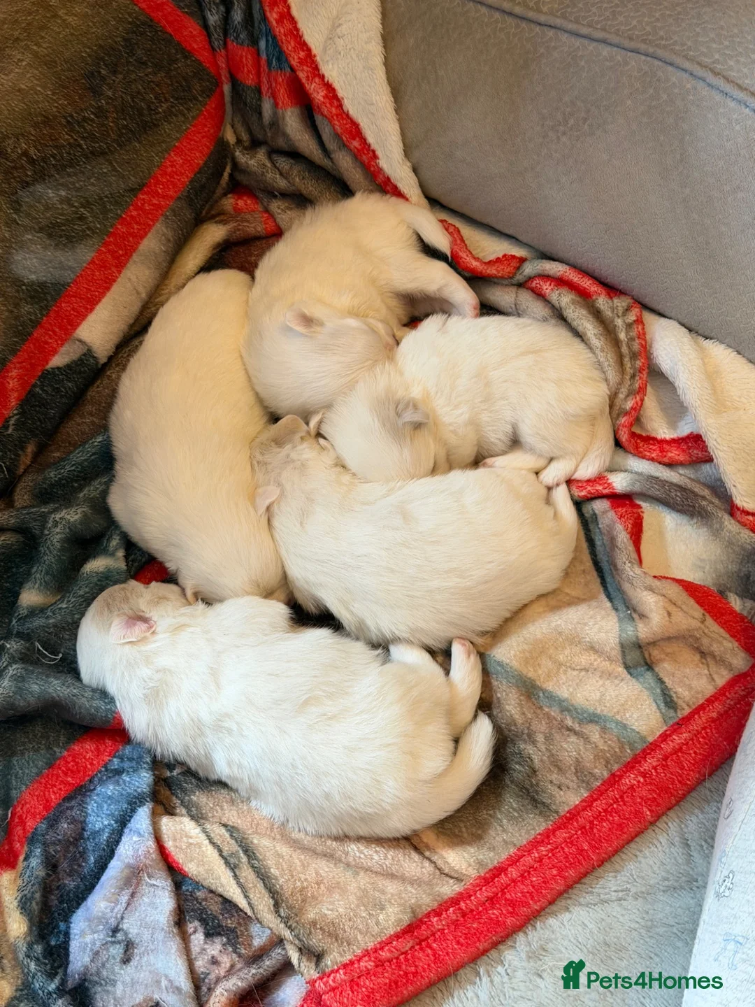 Pomeranian dogs for sale: 4 beautiful white Pomeranian boys  in Gloucester - Advert 2