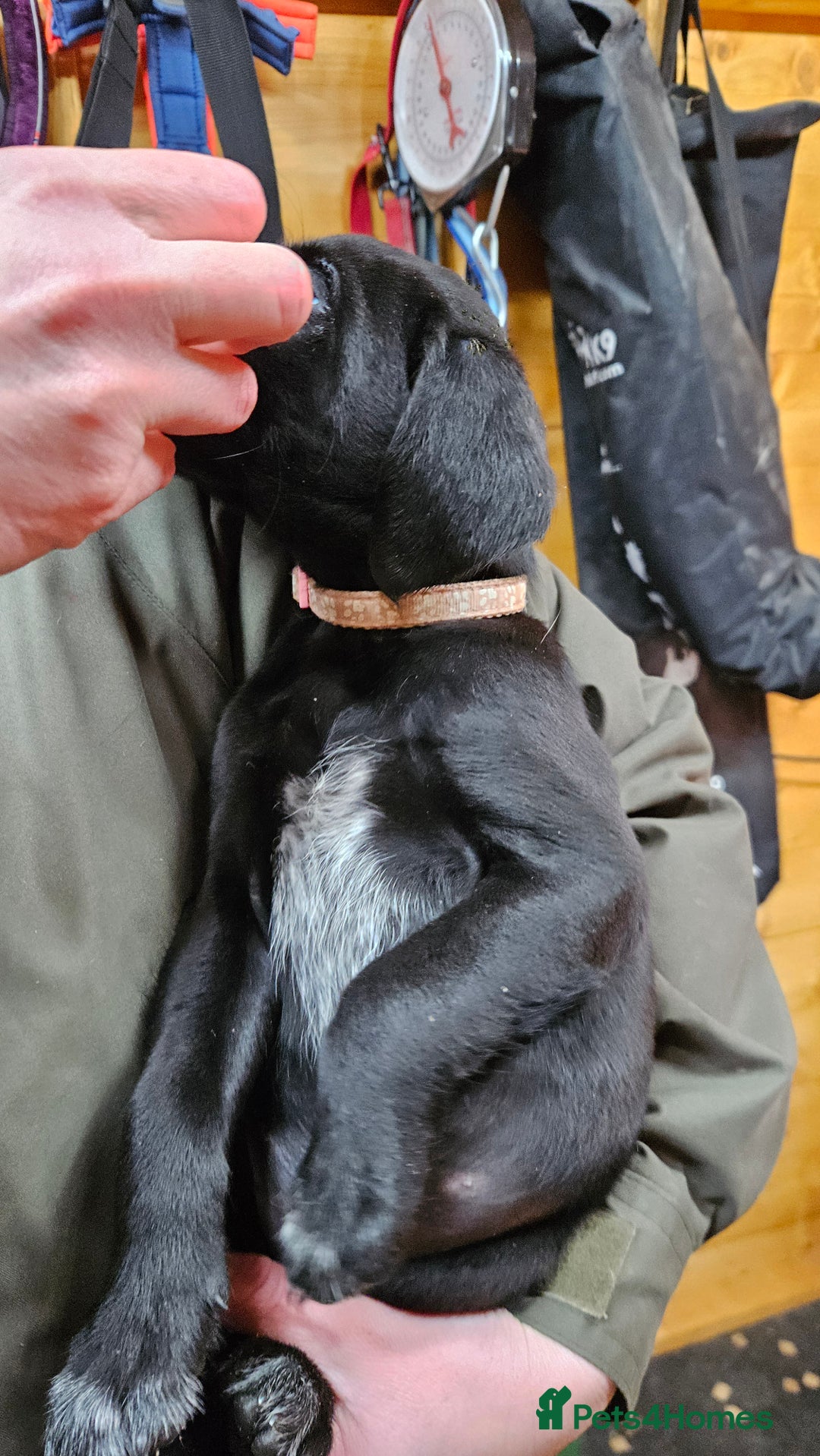 Labrador Retriever dogs for sale: Black labrador x gwp puppies working or pet homes - Advert 27